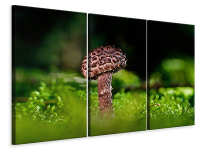 3-piece-canvas-print-strobilomyces-strobilaceus