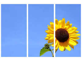 3-piece-canvas-print-sunflower-with-blue-sky