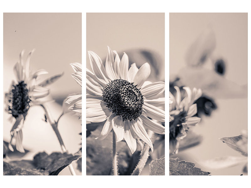 3-piece-canvas-print-sunflowers-sw