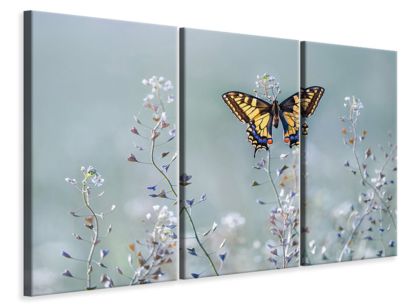 3-piece-canvas-print-swallowtail-beauty