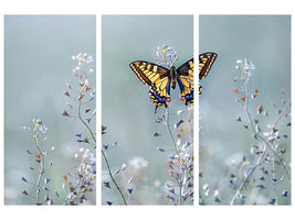 3-piece-canvas-print-swallowtail-beauty