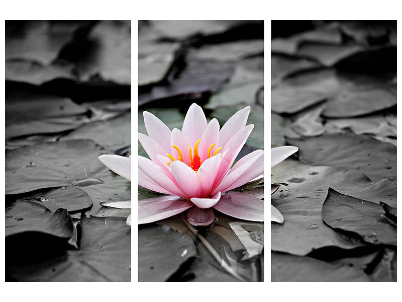 3-piece-canvas-print-the-art-of-water-lily