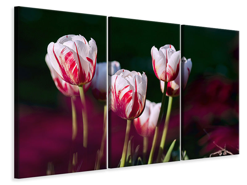 3-piece-canvas-print-the-beauty-of-the-tulips