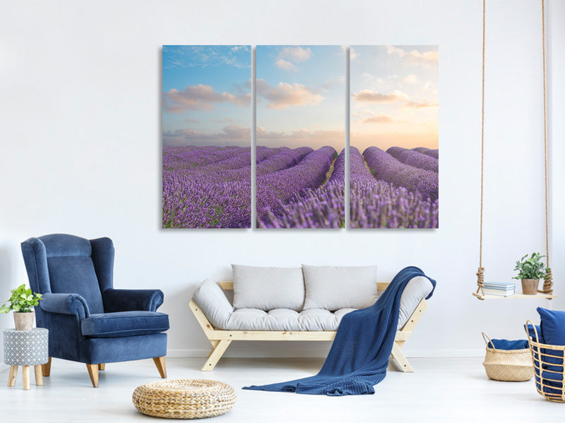 3-piece-canvas-print-the-blooming-lavender-field