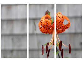 3-piece-canvas-print-the-blossom-of-the-tiger-lily