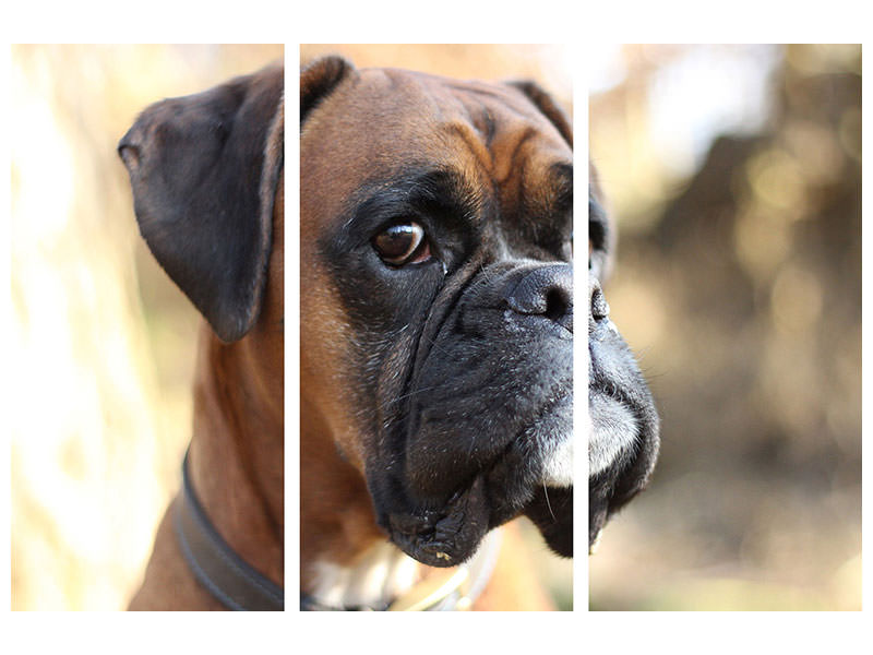 3-piece-canvas-print-the-boxer-look