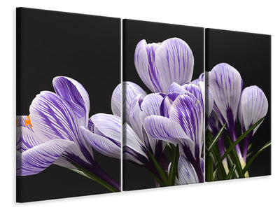 3-piece-canvas-print-the-crocus