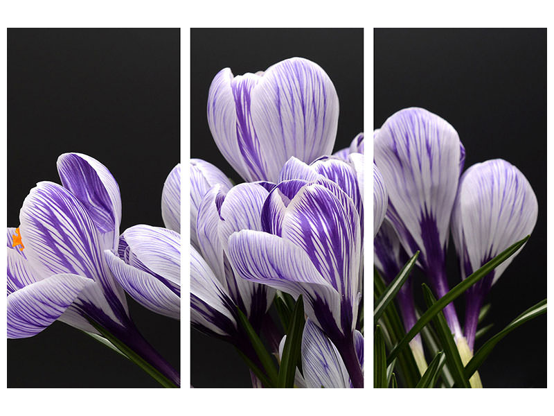 3-piece-canvas-print-the-crocus