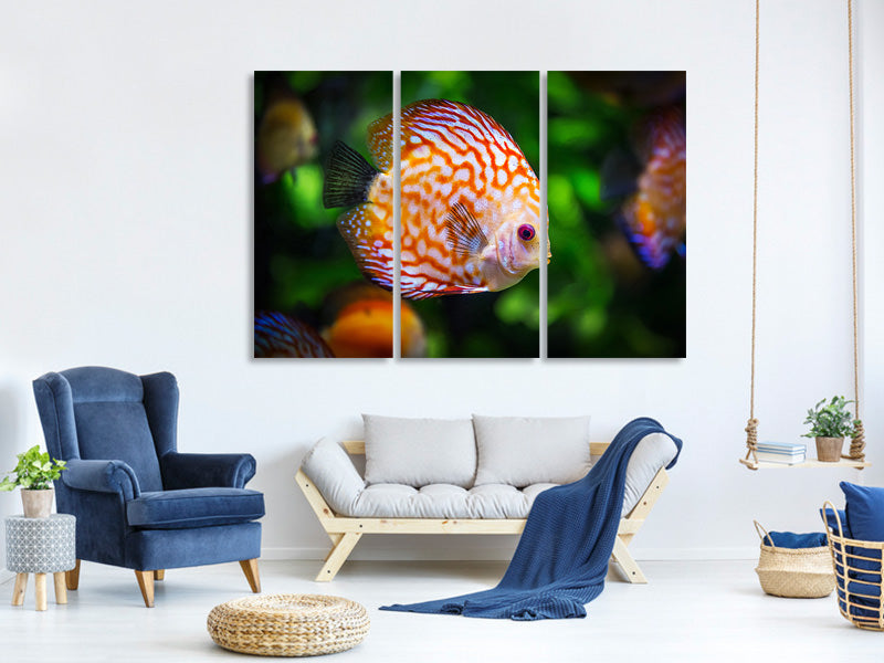 3-piece-canvas-print-the-discus-fish