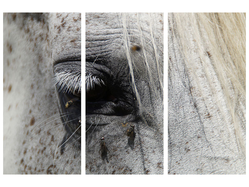 3-piece-canvas-print-the-eye-of-the-horse