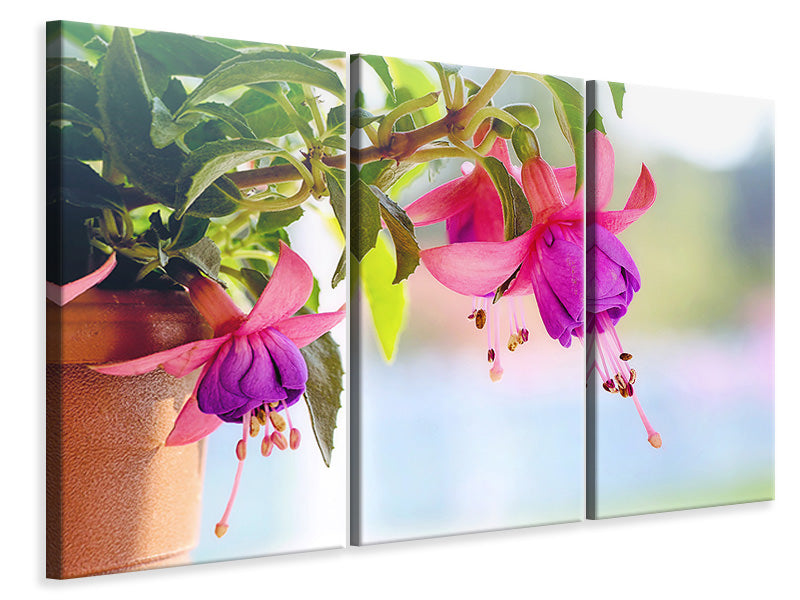 3-piece-canvas-print-the-fuchsias