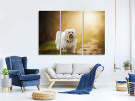 3-piece-canvas-print-the-havanese