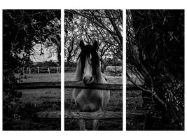 3-piece-canvas-print-the-horse-sw