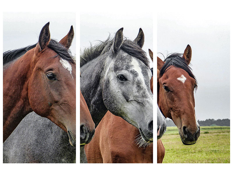 3-piece-canvas-print-the-horse-trio