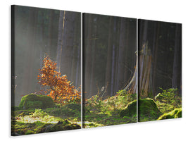 3-piece-canvas-print-the-magic-in-the-forest