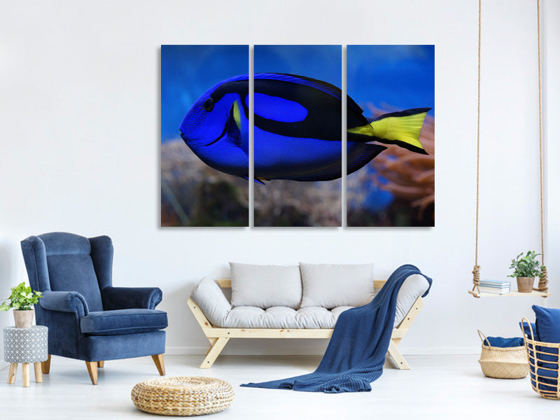 3-piece-canvas-print-the-pallet-doctorfish