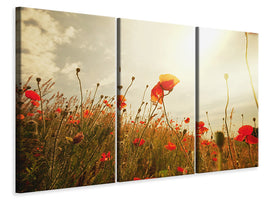 3-piece-canvas-print-the-poppy-field-at-sunrise