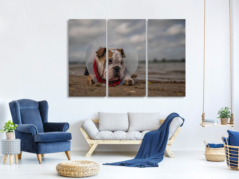 3-piece-canvas-print-the-vet-gave-me-this-collarand-i-am-not-happy-with-it