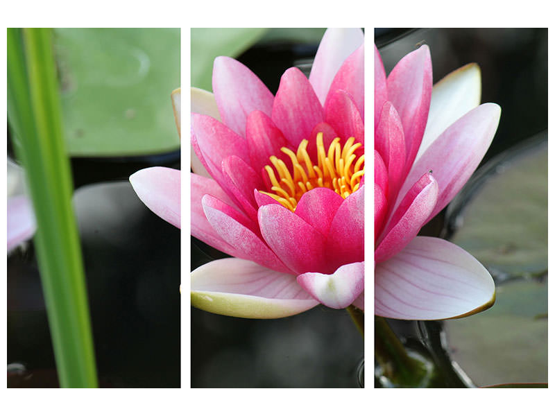 3-piece-canvas-print-the-water-lily-in-pink