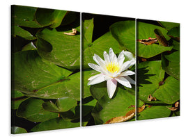 3-piece-canvas-print-the-white-water-lily