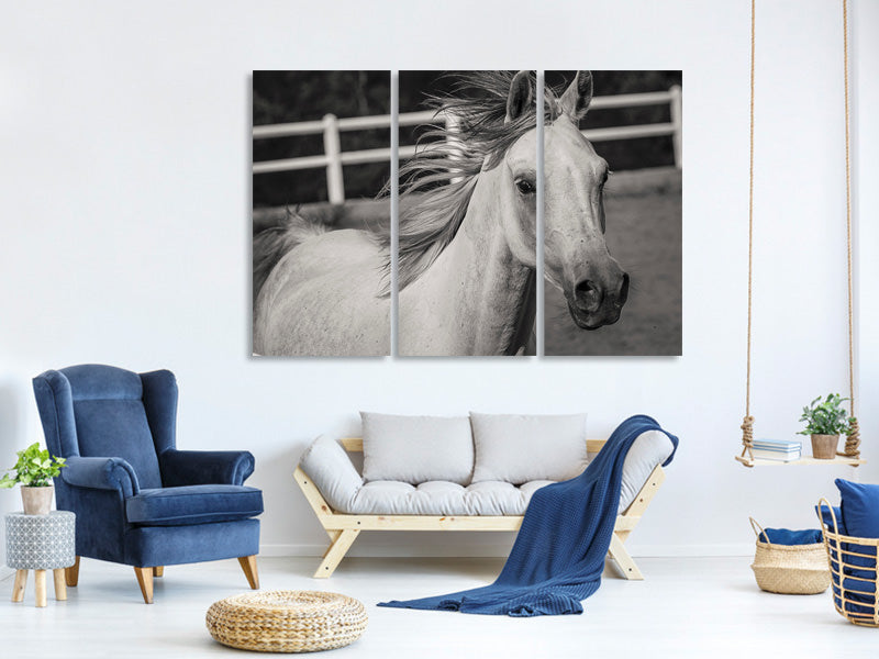 3-piece-canvas-print-there-is-a-horse