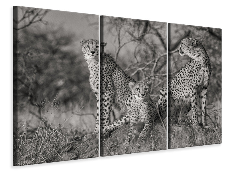 3-piece-canvas-print-three-cats