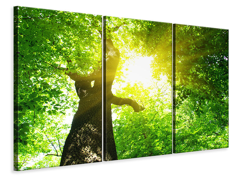 3-piece-canvas-print-tree