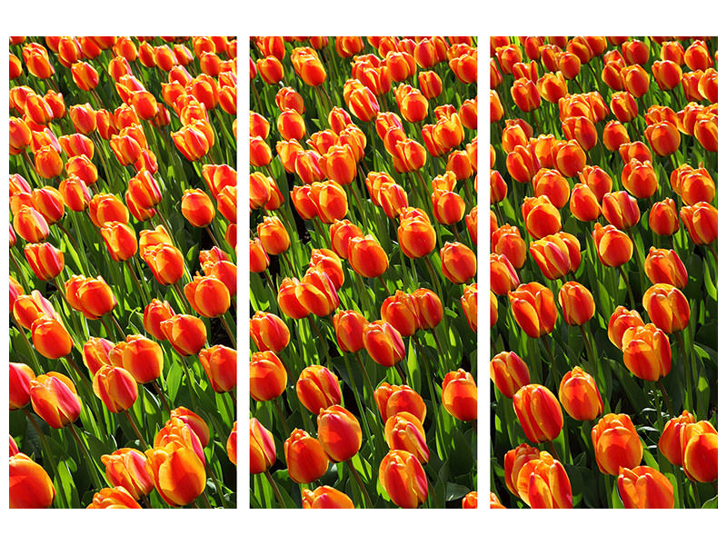 3-piece-canvas-print-tulip-field-in-orange