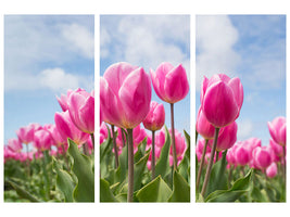 3-piece-canvas-print-tulip-field-in-pink