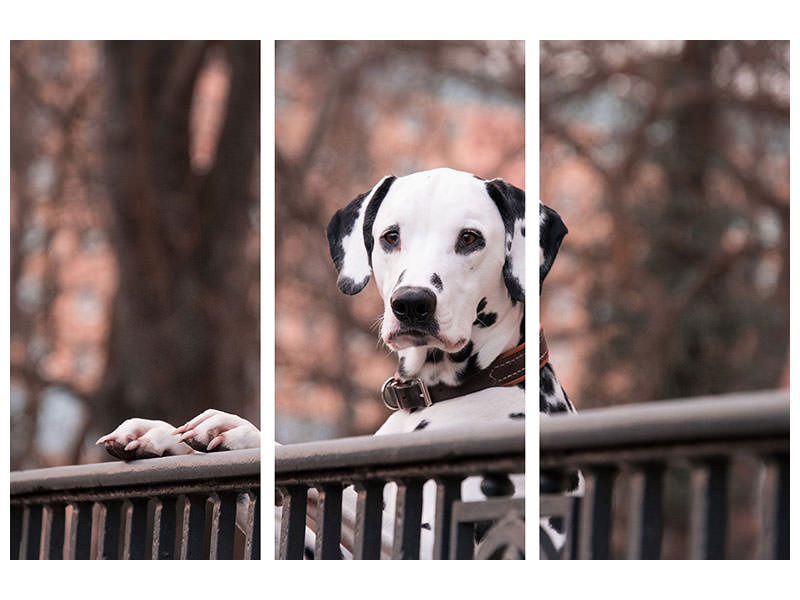 3-piece-canvas-print-watchful-dalmatian