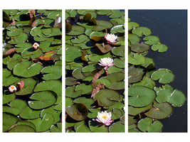 3-piece-canvas-print-white-water-lilies-in-the-pond