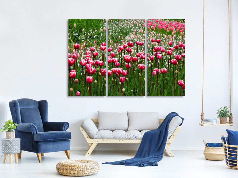 3-piece-canvas-print-wild-tulip-field