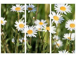 3-piece-canvas-print-xl-daisies