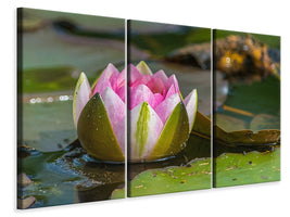 3-piece-canvas-print-xl-water-lily-in-pink