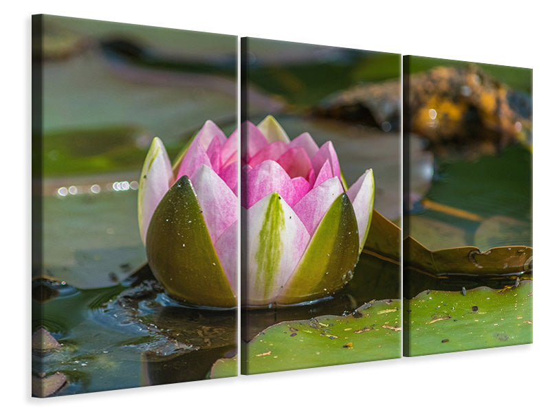 3-piece-canvas-print-xl-water-lily-in-pink