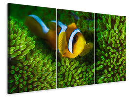 3-piece-canvas-print-yellow-clownfish-on-green-anemon