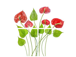 4-piece-canvas-print-anthurium