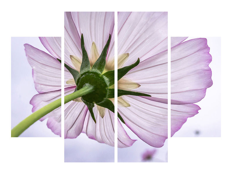 4-piece-canvas-print-the-cosmos-flower