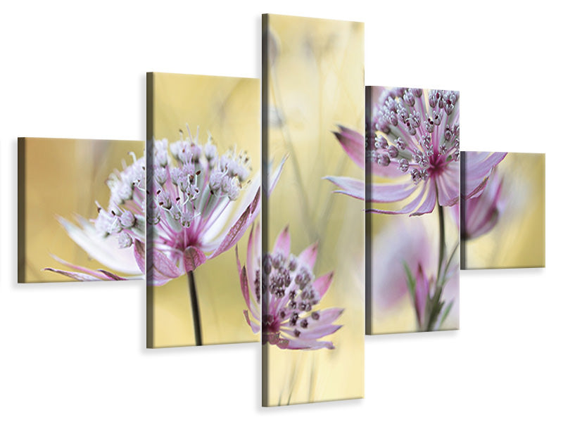 5-piece-canvas-print-astrantia-major