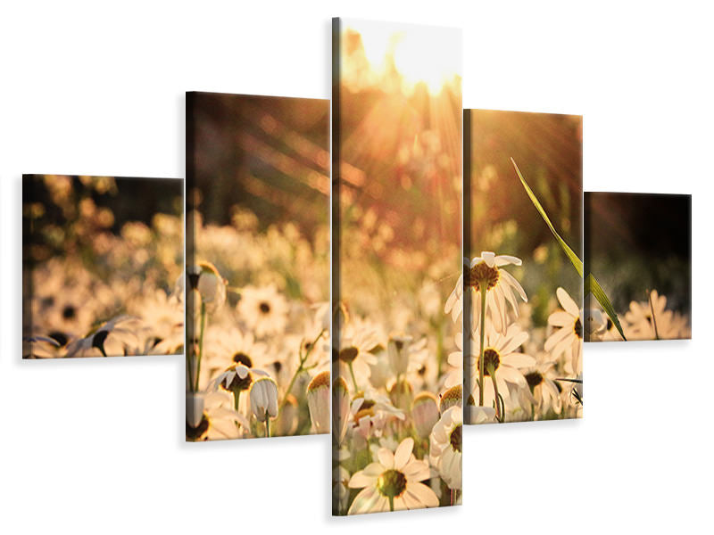 5-piece-canvas-print-daisies-at-sunset