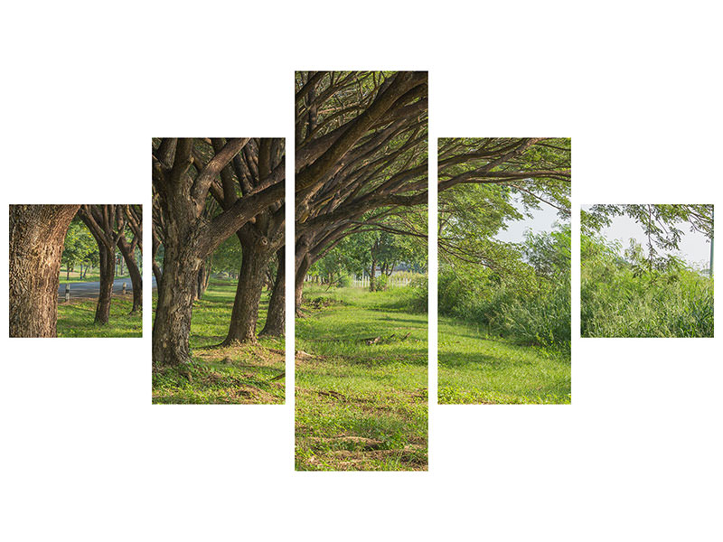 5-piece-canvas-print-mature-trees