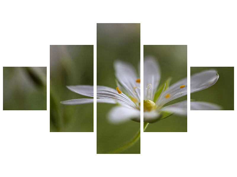 5-piece-canvas-print-stitchwort