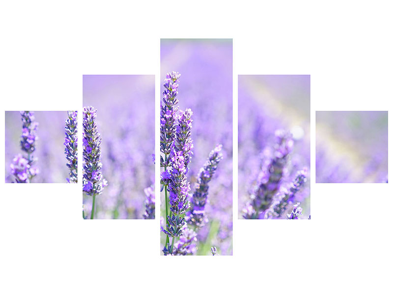 5-piece-canvas-print-the-lavender-blossom