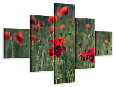 5-piece-canvas-print-wild-poppy