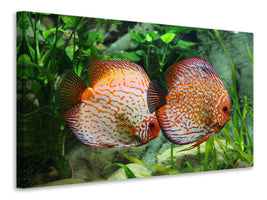 canvas-print-2-fish