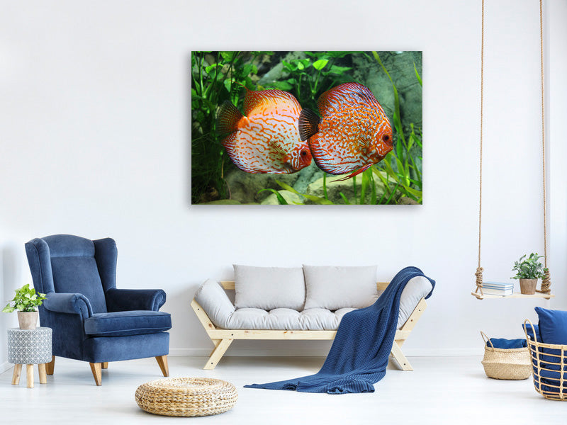 canvas-print-2-fish