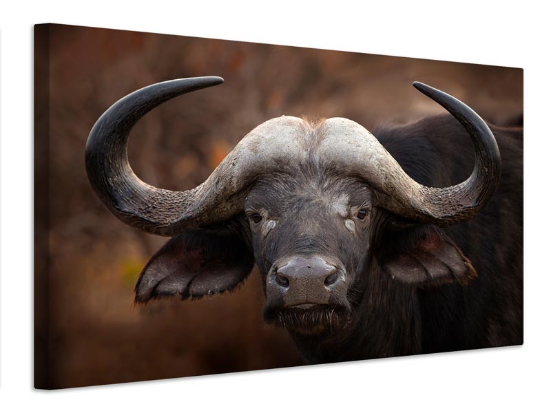 canvas-print-a-buffalo-portrait-x