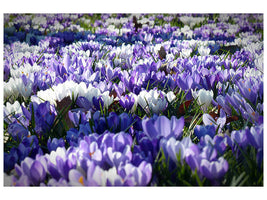 canvas-print-a-field-full-of-crocuses