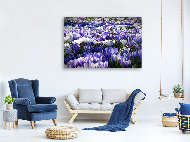 canvas-print-a-field-full-of-crocuses