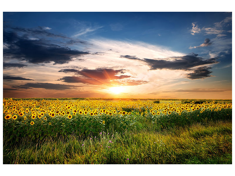 canvas-print-a-field-of-sunflowers